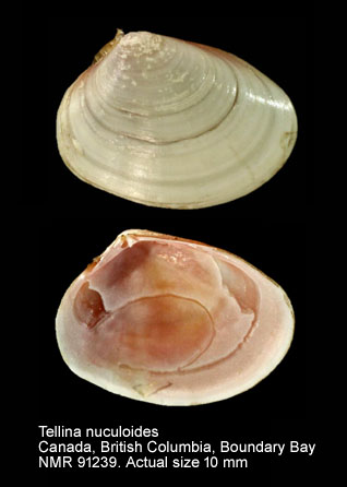 Tellina nuculoides.jpg - Tellina nuculoides (Reeve,1854)